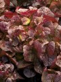 Roed Egebladsalat  uge 25