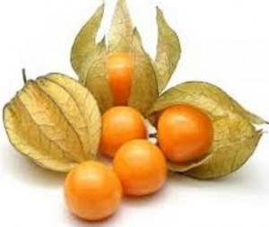 physalis 2