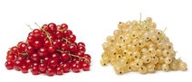 http://www.dreamstime.com/stock-images-fresh-white-red-currants-image25526594