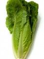 romaine-lettuce__95818_zoom