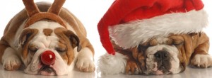 english bulldogs dressed up as santa and rudolph