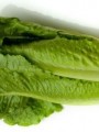 romaine-lettuce-300x449 xxx