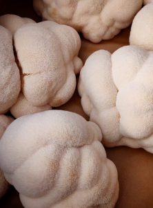 Lion's Mane - Funga Farm