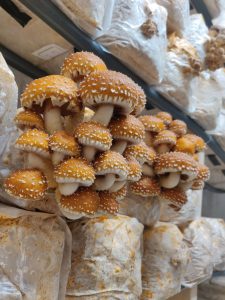 Cinnamon Cap - Funga Farm