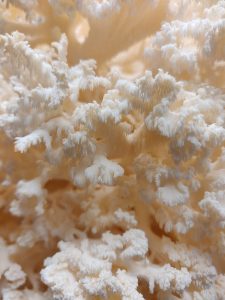 Coral Tooth - Funga Farm