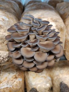 Blue Oyster - Funga Farm