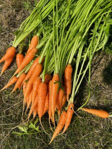 Mini gulerødder